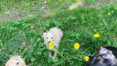 Ferienwohnung Art Land - Foto 2