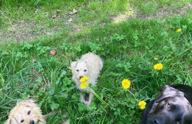 Ferienwohnung Art Land - Foto 2