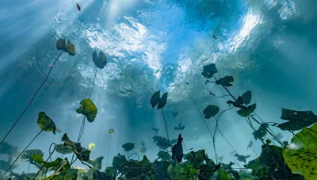 Découvrez la flore des fonds des cénotes