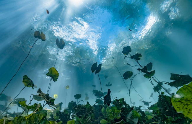 Snorkeling dans un cénote de Mérida - Photo 2