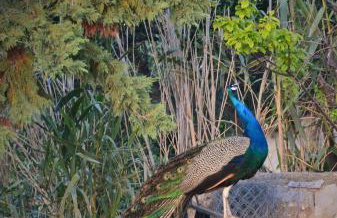 Jimi's House - Foto 24