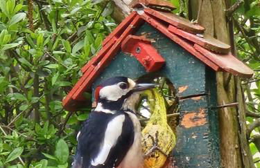 Historisches Haus Unkelbach - Foto 20