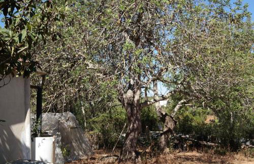 JB - Monte João Moleiro With Shared Pull - Photo 71