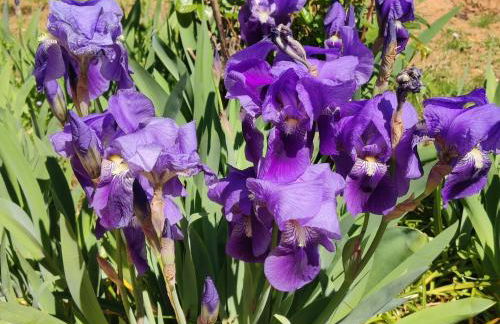 The Pastoral Break - Foto 15