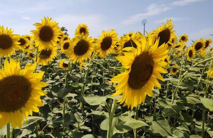 Cherry House - Foto 22