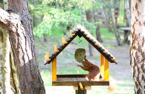 Uroczysko Lubiaszów - Foto 16