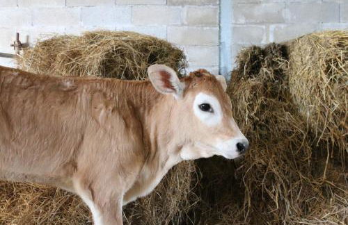 Agriturismo Valdifiori - Foto 34