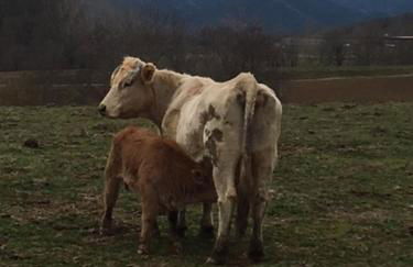 Casa Can Boix - Foto 49