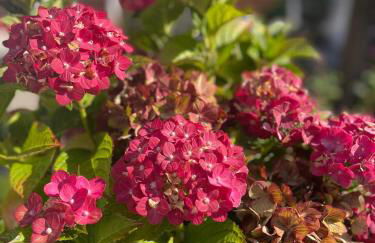Gutshof Ferienwohnung in Seenähe - Foto 32