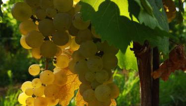 Pizzulin - Wine & Living - Foto 3