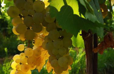 Pizzulin - Wine & Living - Foto 3