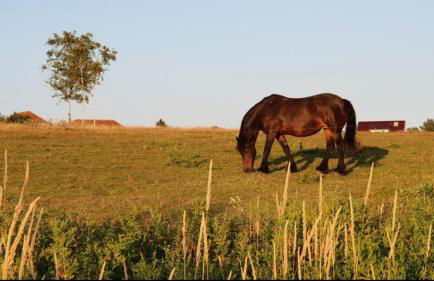 Ferienapartment Wiese & Meer auf Rügen - Foto 6
