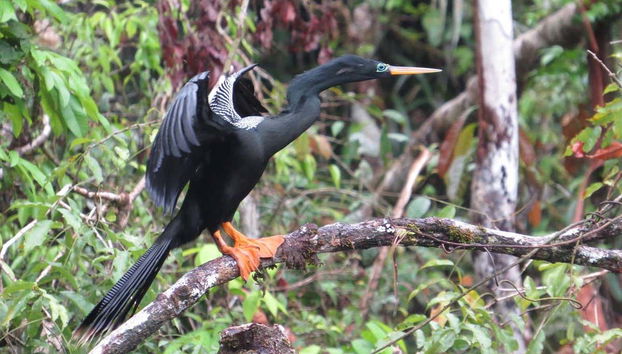Veremos la fauna endémica del país