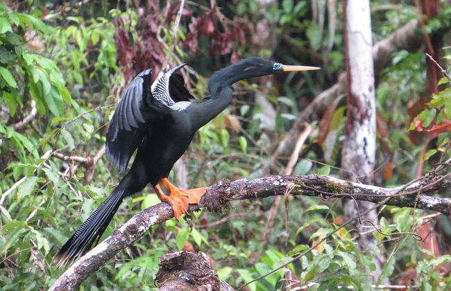 Excursión a la Reserva Cuyabeno con 2, 3 o 4 noches de alojamiento - Foto 5