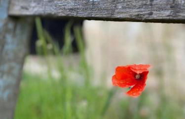 Domaine la Boulinière - Le Faisan - Foto 20