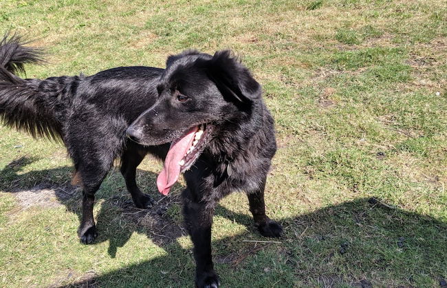 Glamping With Llamas - Foto 18