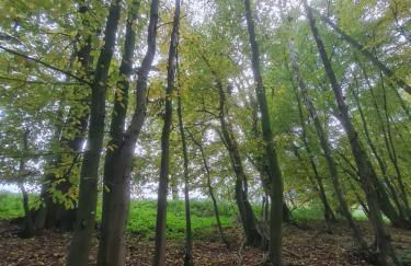 Ferienunterkunft am Schloss - Foto 11