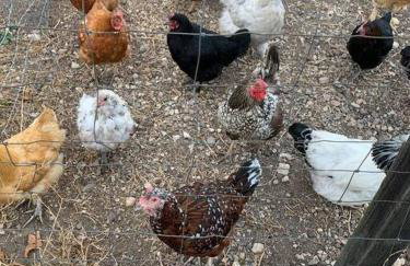 Casita de ForestTiny home in Templeton, CA - Foto 23