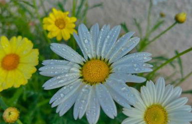 La Villa Azul - Foto 10