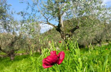 A Ca du Giaba - Foto 13