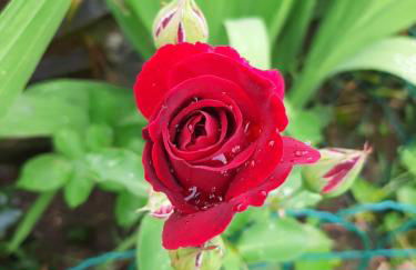 La Maison de Joanna 2 - Foto 43