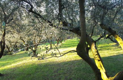 Residence Oliveto Mare Carso - Foto 9