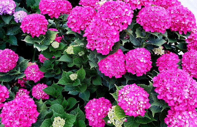 Apartments Antonio - Foto 49