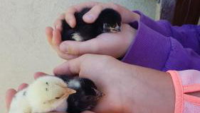 Ferienwohnung mit Bauernhofflair - Foto 4