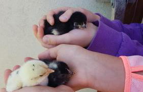 Ferienwohnung mit Bauernhofflair - Foto 4