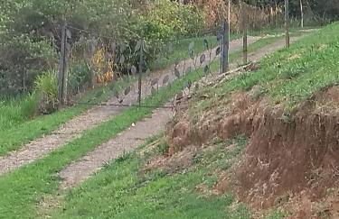 RECANTO Do SOL VISCONDE DE MAUÁ - Photo 43