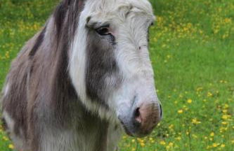 Trois anes et un moulin - Foto 50