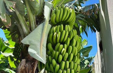 Oásis Suites - Funchal - Foto 39