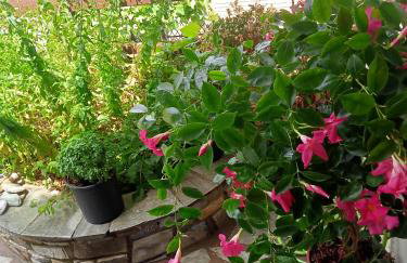 Guesthouse Kallisti - Foto 54