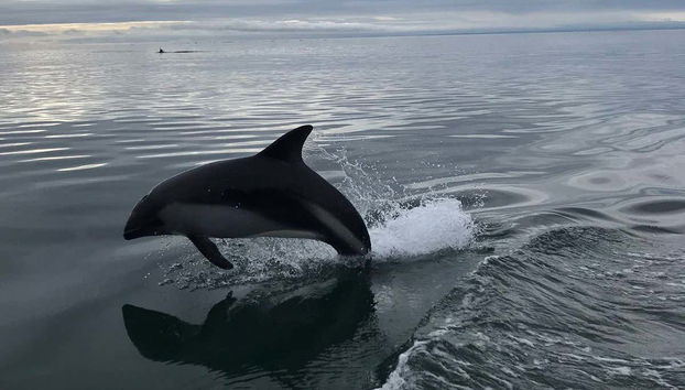 Strait of Magellan Dolphin Watching - Foto 3