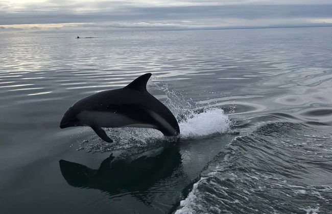 Avistamiento de delfines en el estrecho de Magallanes - Foto 3
