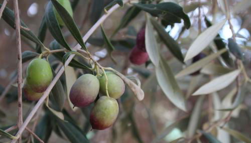 Villa Cantos del Grillo - Foto 5