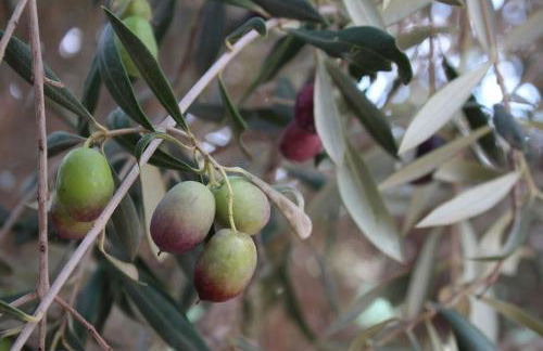 Villa Cantos del Grillo - Foto 5