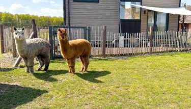 Tiny House Alpakablick - inklusive Alpaka Meet & Greet an bestimmten Terminen - Foto 2