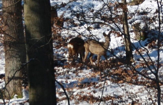 Ferienwohnungen Oberharzblick - Foto 37