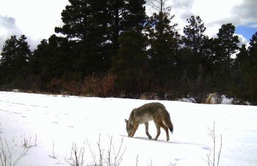 Old Raton Pass Base Camp Cabin with Loft Northern New Mexico Mountain Ranch on Colorado Border cabin - Foto 17