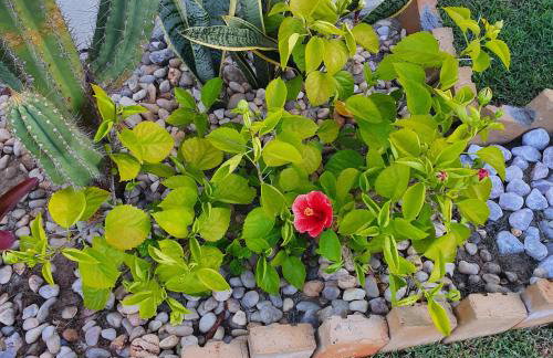 Casa na Praia de Águas Belas - Caponga - Foto 47