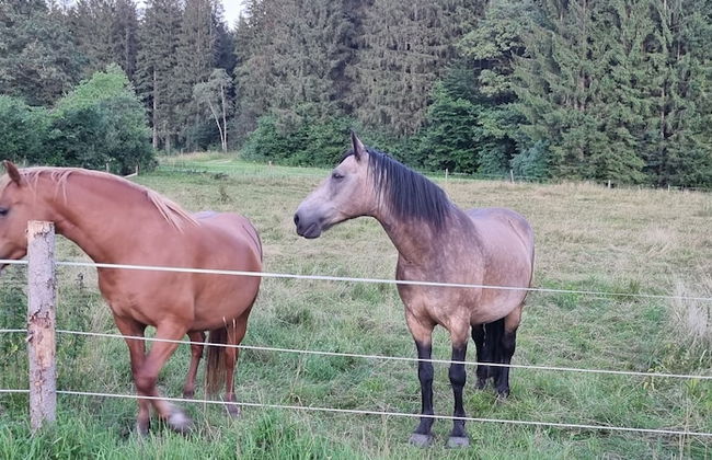 Villa Alpenpanorama - Foto 51