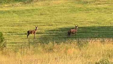 Appartement cosy rénové au calme - Foto 3