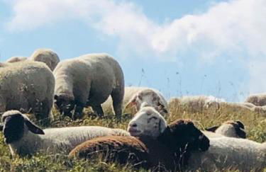 Ferienhaus am Bächle - Foto 21