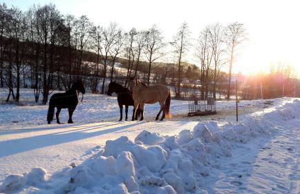 Ferienwohung mit Blick auf die Pferdekoppel - Foto 7