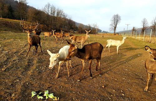 Ośrodek Wczasów Zdrowotnych Rudawka Rymanowska - Foto 21