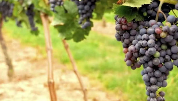 Napa & Sonoma Valley Wine Tour - Photo 4, Learn about the growing process