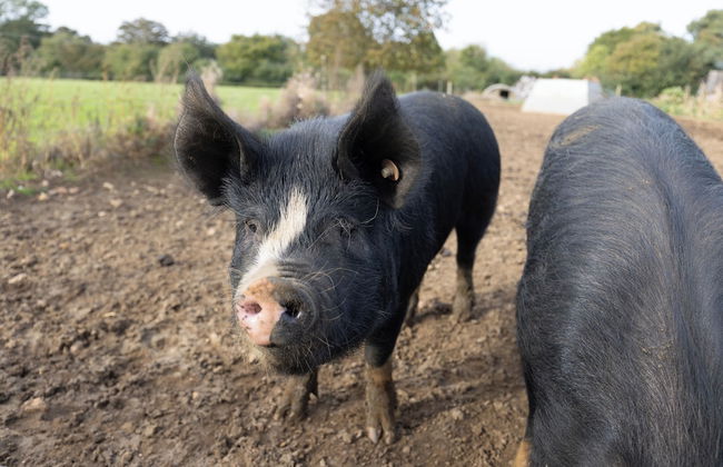 Dawn Chorus Holidays - Foto 76