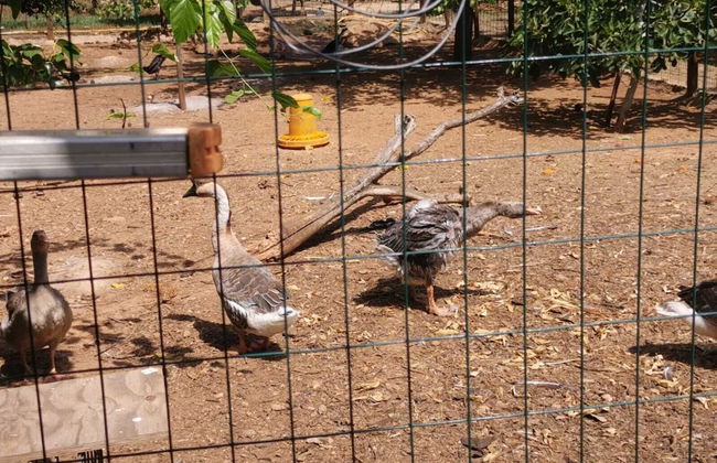 Masseria Provenzani - Foto 35