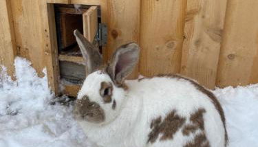 Alte Schmiede - Photo 5